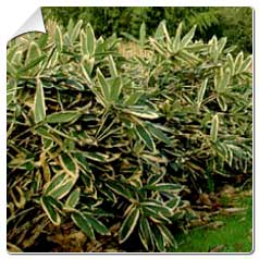 Bambou Bambu Bamboo 15